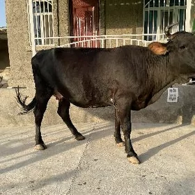 Sygyr