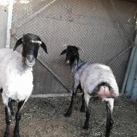 goýun