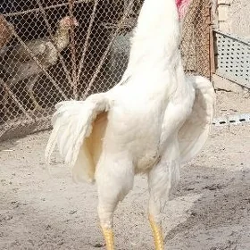 Horaz