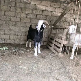 geci
