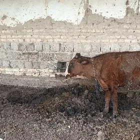 Goleli Sygyr bakylan gole