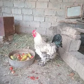 brama horaz