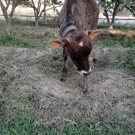 Öküz