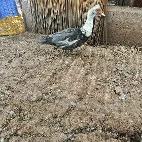Kül reňk indautga horaz