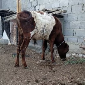 Okuzçe