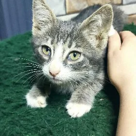 котёнок
