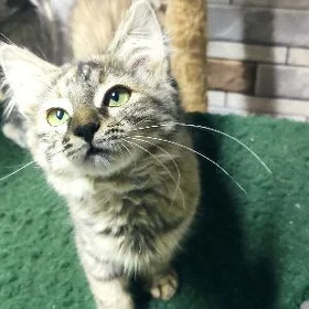 котёнок девочка