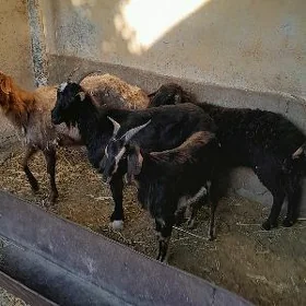 semiz mallar