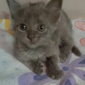 отдам котят