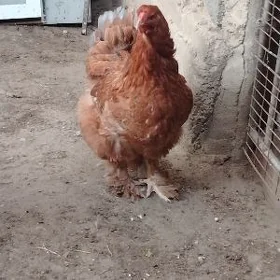 Brama