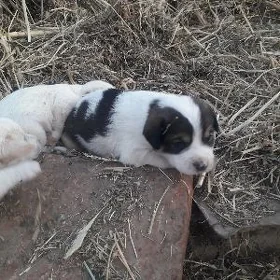щенята
