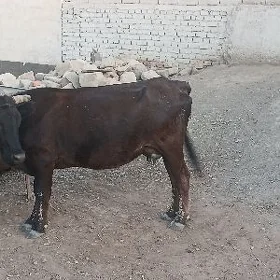 sygyr göleli