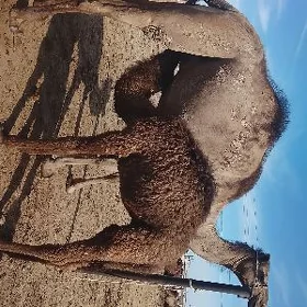Ýaş düýe
