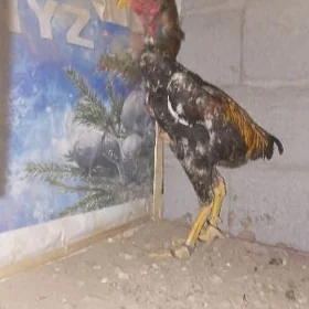 taşgent
