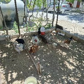 ýumurtga bar