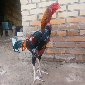 Horaz tayyn zat