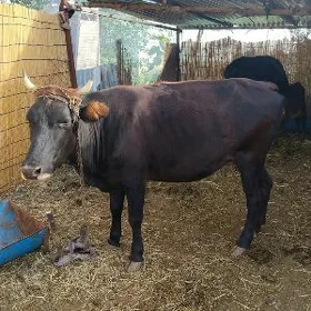 голели сыгыр улы голеси