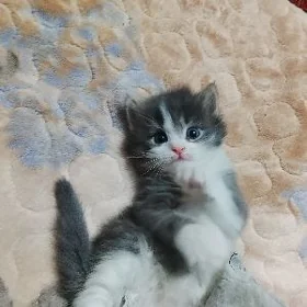 нужна кормилица кошка оплотим