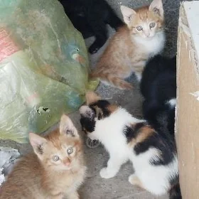 котята