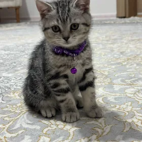 Котенок