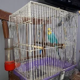 Papugay