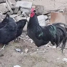 Australorp Австралорп