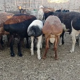 gisar goç