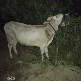 Tüwe şwes