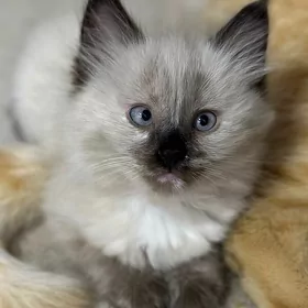 Сиамский котёнок!