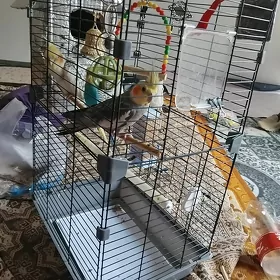 gus