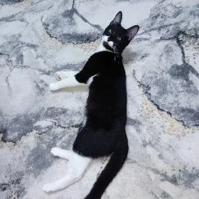 котенок