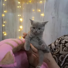шотландские котята