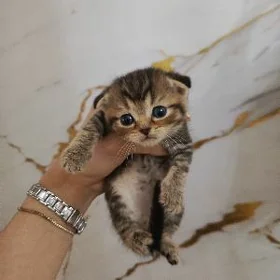 шотландскийе котята