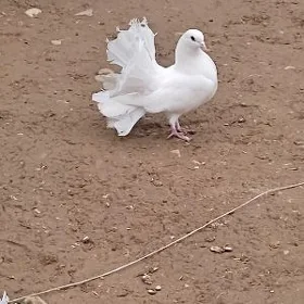 Pawlinlar