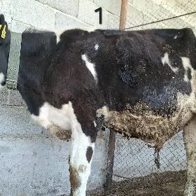 smental okuzce