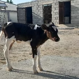 Galişteyin öküzçe
