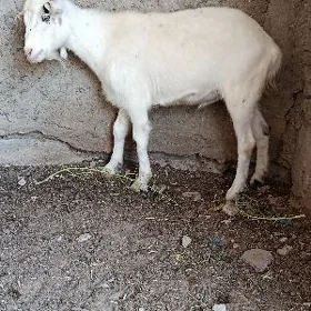 dog geçi