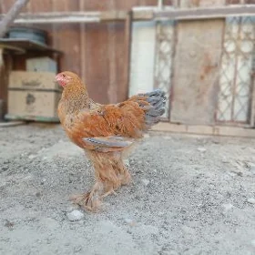 brama horazlar