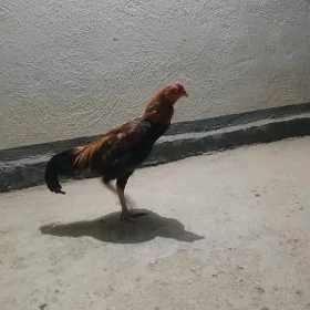 Horaz