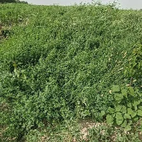 gulli yorunja