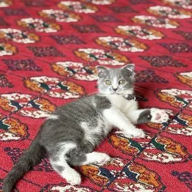 породестая кошка