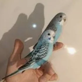 papugai gus ve setklar