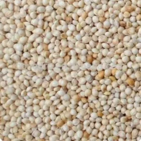 gus imleri vitaminlary
