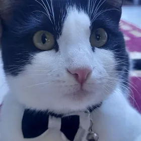 TOMAS