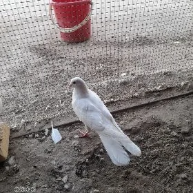кепдер
