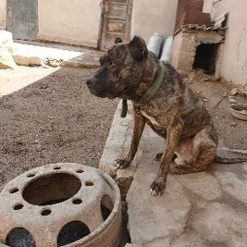 pidbull pitbull