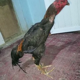 Baysow Horaz