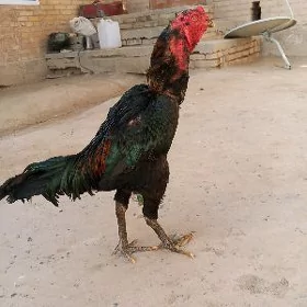 horaz