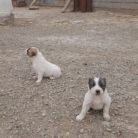 Türkmen -iti