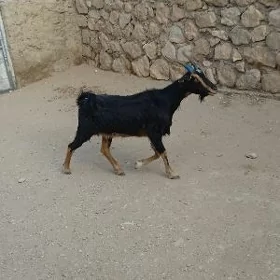 geçi